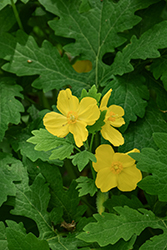 Celandine Poppy (Stylophorum diphyllum) at Sargent's Nursery