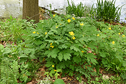 Celandine Poppy (Stylophorum diphyllum) at Sargent's Nursery