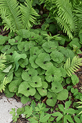 Canadian Wild Ginger (Asarum canadense) at Sargent's Nursery