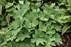 Bloodroot (Sanguinaria canadensis) at Sargent's Nursery