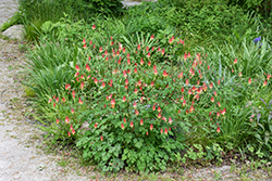 Wild Red Columbine (Aquilegia canadensis) at Sargent's Nursery