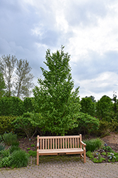 Hop Hornbeam (Ostrya virginiana) at Sargent's Nursery