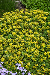 Russian Stonecrop (Sedum kamtschaticum) at Sargent's Nursery