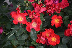 Screaming Neon Red Rose (Rosa 'BAIneon') at Sargent's Nursery