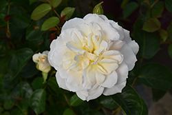 Champagne Wishes Rose (Rosa 'BAIcham') at Sargent's Nursery