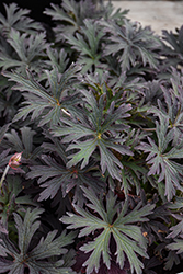 Midnight Ghost Cranesbill (Geranium pratense 'Midnight Ghost') at Sargent's Nursery