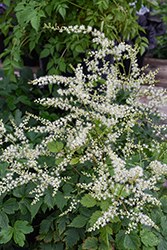 Misty Lace Goatsbeard (Aruncus 'Misty Lace') at Sargent's Nursery