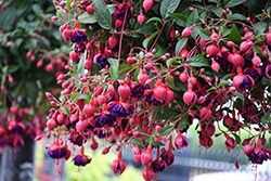 Dollar Princess Fuchsia (Fuchsia 'Dollar Princess') at Sargent's Nursery