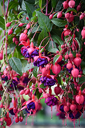 Dollar Princess Fuchsia (Fuchsia 'Dollar Princess') at Sargent's Nursery