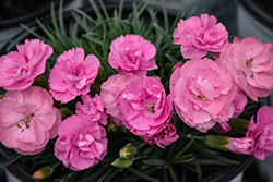 Fruit Punch Sweetie Pie Pinks (Dianthus 'Sweetie Pie') at Sargent's Nursery