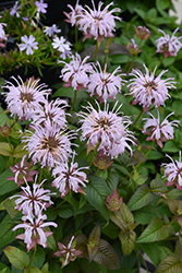 Midnight Oil Eastern Beebalm (Monarda bradburiana 'Midnight Oil') at Sargent's Nursery