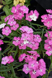 First Love Pinks (Dianthus 'First Love') at Sargent's Nursery