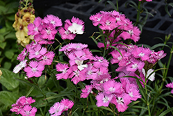 First Love Pinks (Dianthus 'First Love') at Sargent's Nursery
