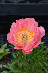 Paula Fay Peony (Paeonia 'Paula Fay') at Sargent's Nursery