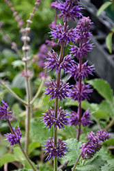Purple Rain Salvia (Salvia verticillata 'Purple Rain') at Sargent's Nursery