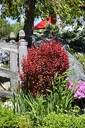 Orange Rocket Japanese Barberry (Berberis thunbergii 'Orange Rocket') at Sargent's Nursery