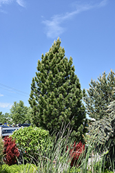 Silver Whispers Swiss Stone Pine (Pinus cembra 'Silver Whispers') at Sargent's Nursery