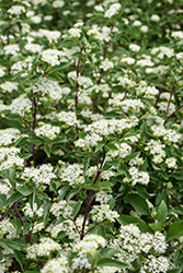 Firedance Dogwood (Cornus sericea 'Bailadeline') at Sargent's Nursery