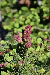 Pusch Spruce (Picea abies 'Pusch') at Sargent's Nursery
