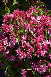 Sonic Bloom Pink Reblooming Weigela (Weigela florida 'Bokrasopin') at Sargent's Nursery
