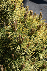 Winter Sun Mugo Pine (Pinus mugo 'Wintersonne') at Sargent's Nursery