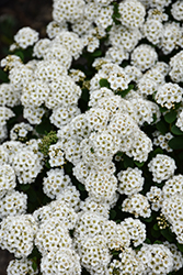 Tor Spirea (Spiraea betulifolia 'Tor') at Sargent's Nursery