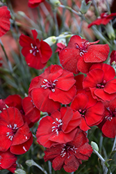 American Pie Cherry Pie Pinks (Dianthus 'Wp18 Pie165') at Sargent's Nursery