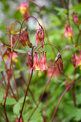 Wild Red Columbine (Aquilegia canadensis) at Sargent's Nursery