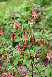 Wild Red Columbine (Aquilegia canadensis) at Sargent's Nursery