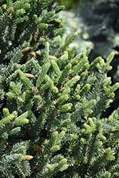Yukon Blue Spruce (Picea glauca 'Yukon Blue') at Sargent's Nursery
