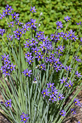 Narrowleaf Blue-Eyed Grass (Sisyrinchium angustifolium) at Sargent's Nursery