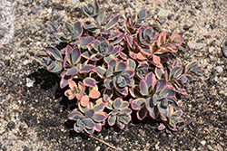 Sunsparkler Dazzling Dynamite Stonecrop (Sedum 'Dazzling Dynamite') at Sargent's Nursery