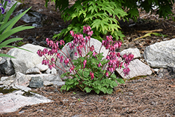 Luxuriant Bleeding Heart (Dicentra 'Luxuriant') at Sargent's Nursery