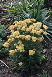 Firefly Peach Sky Yarrow (Achillea 'Firefly Peach Sky') at Sargent's Nursery