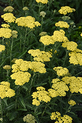 Firefly Sunshine Yarrow (Achillea 'Firefly Sunshine') at Sargent's Nursery