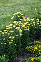 Firefly Sunshine Yarrow (Achillea 'Firefly Sunshine') at Sargent's Nursery