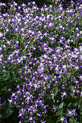 Violet Stardust Bush Clematis (Clematis 'Violet Stardust') at Sargent's Nursery