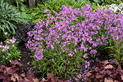 Opening Act Romance Phlox (Phlox 'Opening Act Romance') at Sargent's Nursery