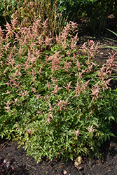 Bressingham Beauty Astilbe (Astilbe x arendsii 'Bressingham Beauty') at Sargent's Nursery