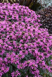 Upscale Lavender Taffeta Beebalm (Monarda 'Lavender Taffeta') at Sargent's Nursery
