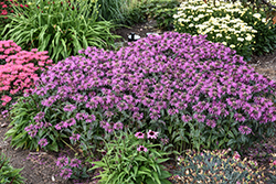 Upscale Lavender Taffeta Beebalm (Monarda 'Lavender Taffeta') at Sargent's Nursery
