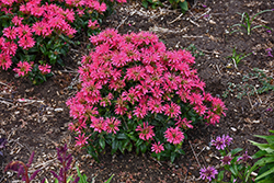 Pardon My Cerise Beebalm (Monarda didyma 'Pardon My Cerise') at Sargent's Nursery