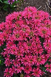 Pardon My Cerise Beebalm (Monarda didyma 'Pardon My Cerise') at Sargent's Nursery