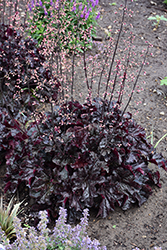 Dressed Up Evening Gown Coral Bells (Heuchera 'Evening Gown') at Sargent's Nursery