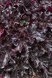 Dressed Up Evening Gown Coral Bells (Heuchera 'Evening Gown') at Sargent's Nursery