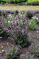 Midnight Masquerade Beard Tongue (Penstemon 'Midnight Masquerade') at Sargent's Nursery