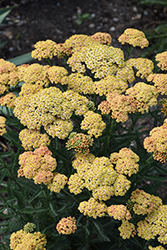 Firefly Peach Sky Yarrow (Achillea 'Firefly Peach Sky') at Sargent's Nursery