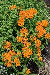 Butterfly Weed (Asclepias tuberosa) at Sargent's Nursery