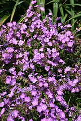 Opening Act Romance Phlox (Phlox 'Opening Act Romance') at Sargent's Nursery