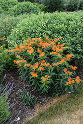 Butterfly Weed (Asclepias tuberosa) at Sargent's Nursery